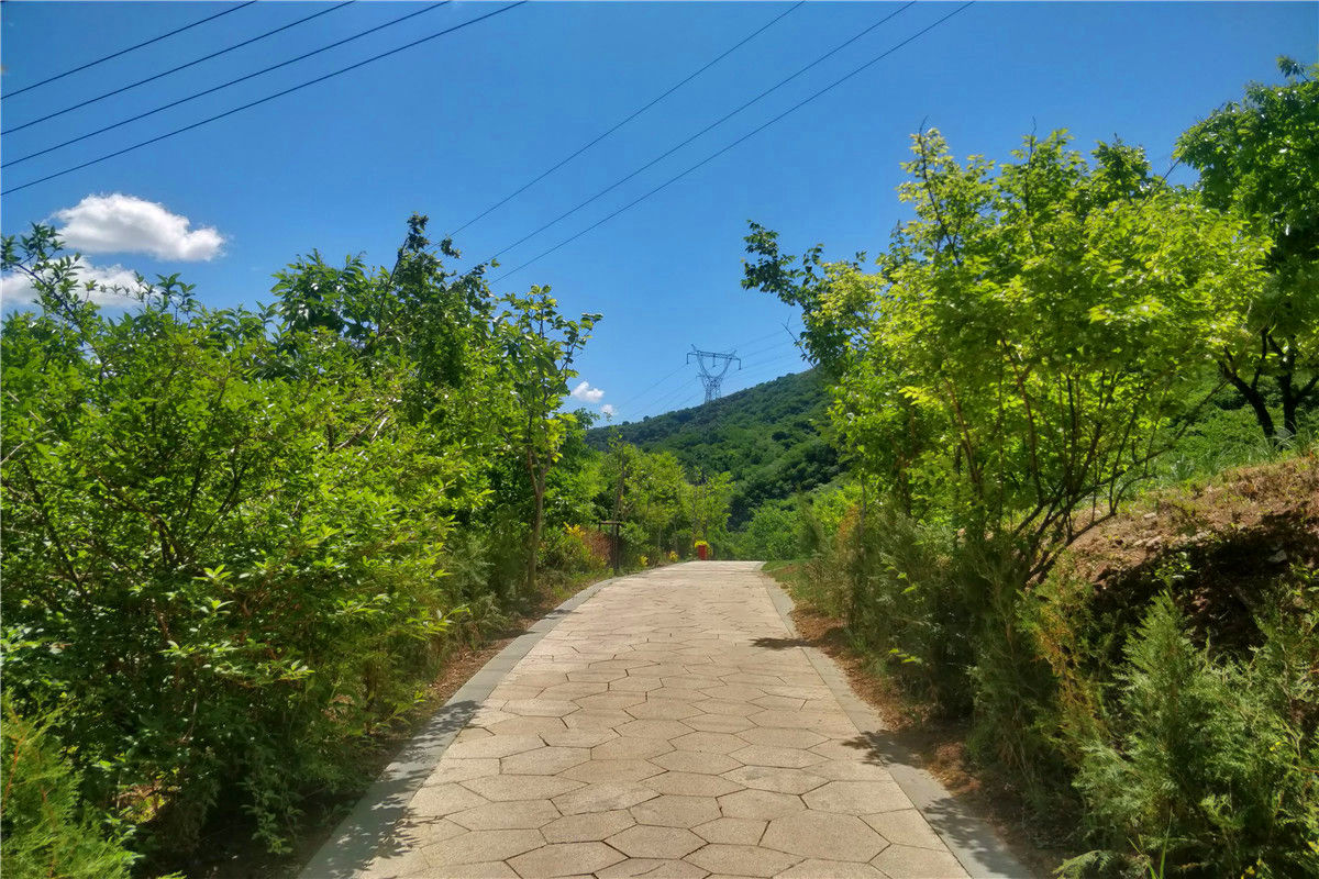 北京八达岭陵园墓地树葬-2
