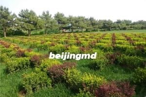 万安公墓如意区价格
